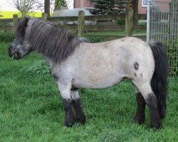 horse Liviana (Shetland Pony, 1996, from Tobias)