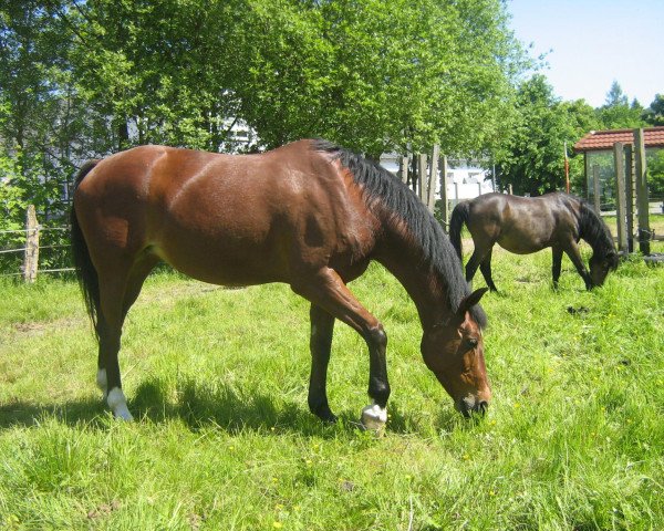 broodmare Picabo (Westphalian, 1993, from Piano II)