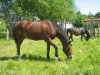 broodmare Picabo (Westphalian, 1993, from Piano II)