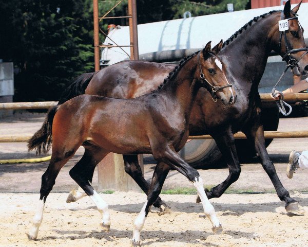 broodmare Pearl Jam (KWPN (Royal Dutch Sporthorse), 1997, from Laroche)