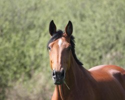 broodmare Escada (German Sport Horse, 2003, from Fairway)