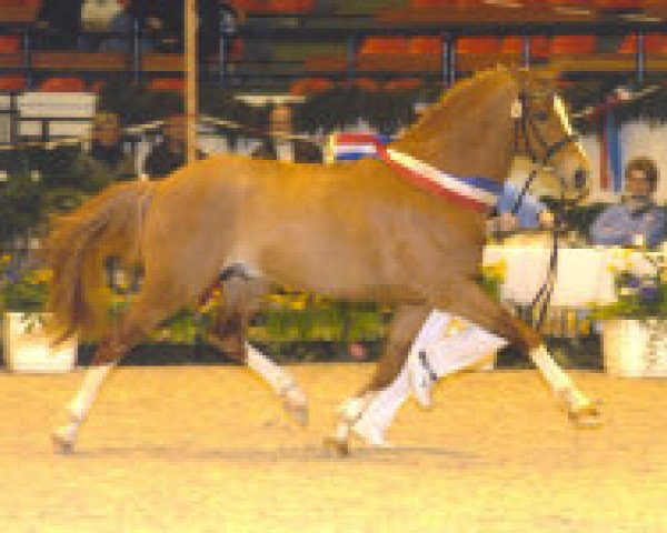 stallion Aragon N (German Riding Pony, 1995, from Aron N)
