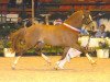 stallion Aragon N (German Riding Pony, 1995, from Aron N)