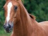 dressage horse Quentino (Oldenburg, 2000, from Quattro B)