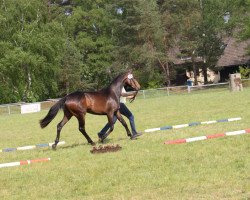 dressage horse Liberty (Hanoverian, 2010, from Londontime)