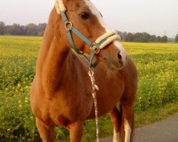 horse Twist Hoeve's Silvester (Welsh, 1990, from Kooihúster Folkert)