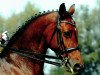 broodmare Ricky (Württemberger, 1998, from Raphael)