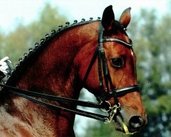 broodmare Ricky (Württemberger, 1998, from Raphael)