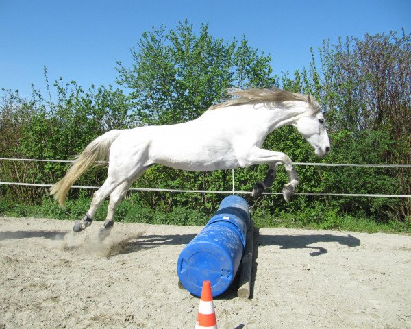 broodmare Donna (Bavarian, 1997, from Cantatus B)