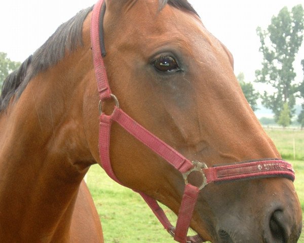 horse Wonderfull (Hanoverian, 1993, from Watzmann)