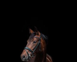 broodmare Beautiful Madness (Westphalian, 2017, from Buckingham)