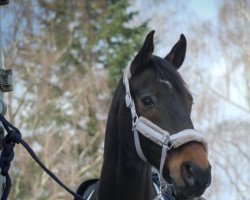 jumper Charly Boy (Hanoverian, 2004, from Contendro I)