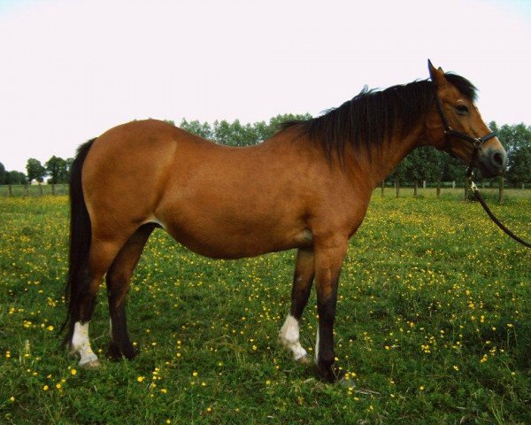 broodmare Kora (German Riding Pony, 1979, from Klausner II)