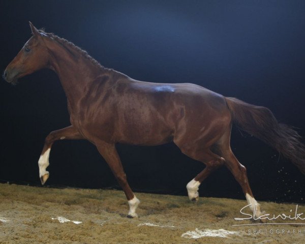 Springpferd Deyonce (Hannoveraner, 2006, von Don Frederico)