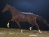 jumper Deyonce (Hanoverian, 2006, from Don Frederico)