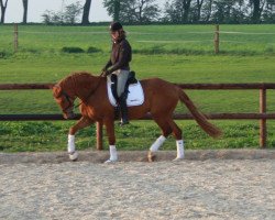 dressage horse Fürst Fuzzi (Westphalian, 2009, from Fürst Piccolo)