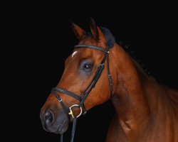 jumper Footloose 12 (KWPN (Royal Dutch Sporthorse), 2010, from Diabeau)