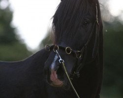 horse Viento (Andalusians/horse of pure Spanish race, 2005, from Nevado)