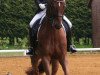 dressage horse Franklin K (Hanoverian, 2005, from Fürst Heinrich)