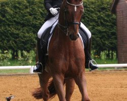 dressage horse Franklin K (Hanoverian, 2005, from Fürst Heinrich)