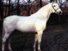 horse Goldpilz (Hanoverian, 1972, from Gotthard)