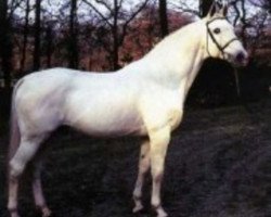 stallion Goldpilz (Hanoverian, 1972, from Gotthard)