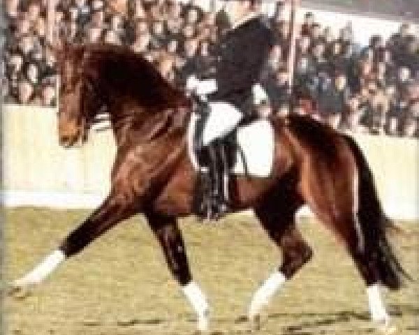 Pferd Rouletto (Holsteiner, 1986, von Romino)