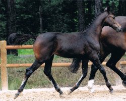 Zuchtstute Glennis Grace (KWPN (Niederländisches Warmblut), 2011, von Quality Time)