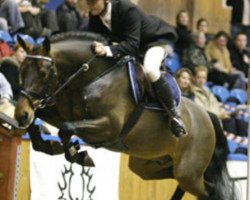 stallion Louvre S (Danish Warmblood, 1999, from Solos Landtinus)