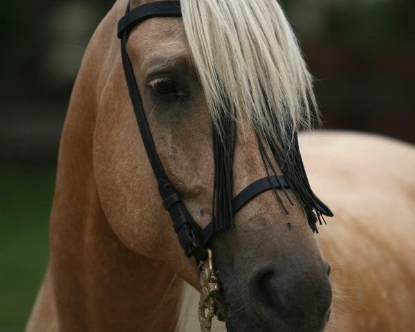 horse Golden Ali (Arab half breed / Partbred, 1999, from M Sharin EAO)
