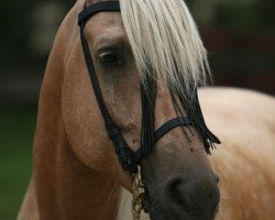 Pferd Golden Ali (Arabisches Halbblut / Partbred, 1999, von M Sharin EAO)