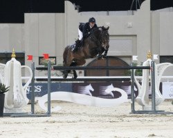 stallion Valentino Velvet (KWPN (Royal Dutch Sporthorse), 2002, from Indoctro)