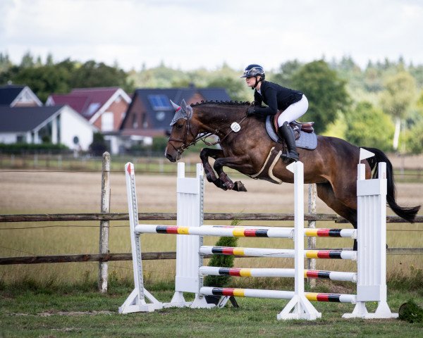 jumper Tangente Z (Zangersheide riding horse, 2015, from Talmann)