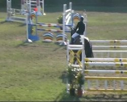 jumper La Croix (Austrian Warmblood, 2000, from Lapollo)