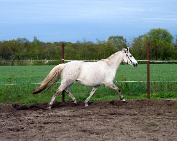 dressage horse Royal Maitee M (Hanoverian, 2003, from Royal Diamond)