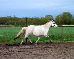 dressage horse Royal Maitee M (Hanoverian, 2003, from Royal Diamond)