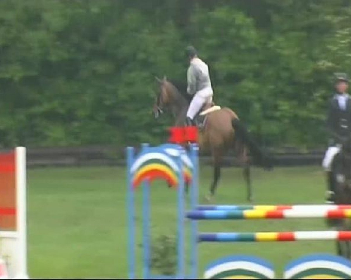 Springpferd Cyna May (Oldenburger, 2003, von Centesimo I)
