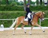 dressage horse Aston Martin (Belgian Warmblood, 2010, from Hengst von Amethist van de Heksenketel)