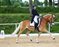 Dressurpferd Aston Martin (Belgisches Warmblut, 2010, von Hengst von Amethist van de Heksenketel)