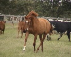 broodmare N-Misscoriano (Holsteiner, 1998, from Coriano)