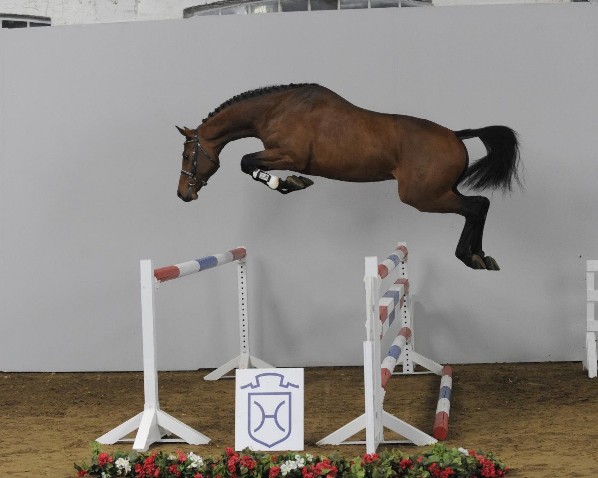 Springpferd Conzil 2 (Holsteiner, 2008, von Cristo)
