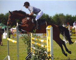 dressage horse Plan B 3 (Oldenburg, 2005, from Polydor`s Erbe)