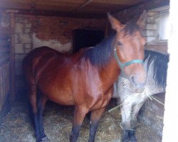 horse Paula 327 (Thoroughbred,  )