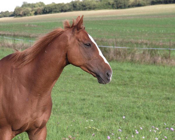 horse Precious xx (Thoroughbred, 2001, from Selkirk xx)