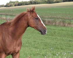 horse Precious xx (Thoroughbred, 2001, from Selkirk xx)