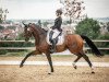dressage horse Blueberry Rose (German Warmblood, 2010, from Belissimo NRW)