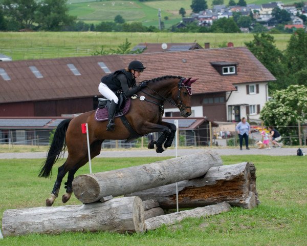 Dressurpferd Blueberry Rose (Deutsches Reitpferd, 2010, von Belissimo NRW)