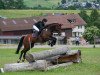 dressage horse Blueberry Rose (German Warmblood, 2010, from Belissimo NRW)