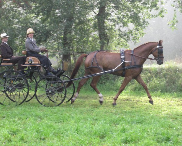 horse Wondrian (Hanoverian, 2006, from Wolkentanz I)