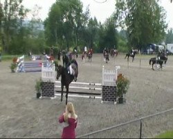 jumper Challenge 9 (Oldenburg show jumper, 2006, from Calato)